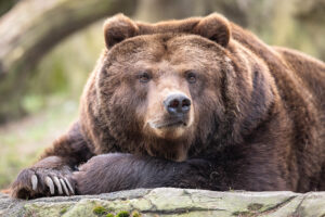 WildparkLueneburgerHeide