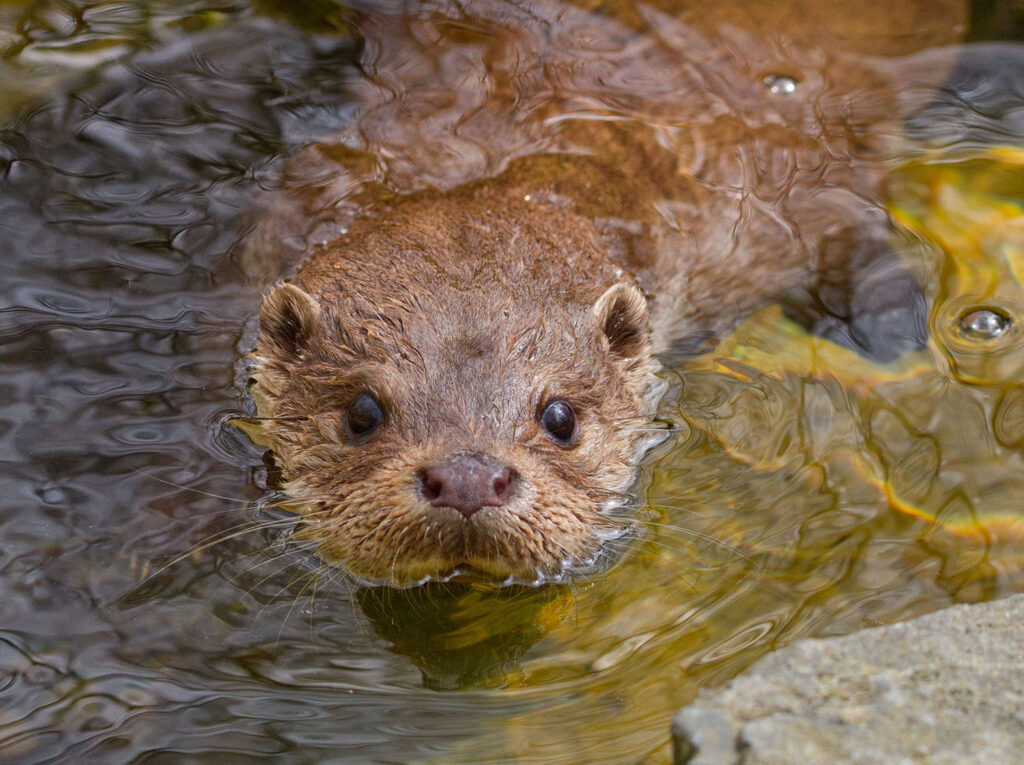 Fischotter Portrait_Otterzentrum
