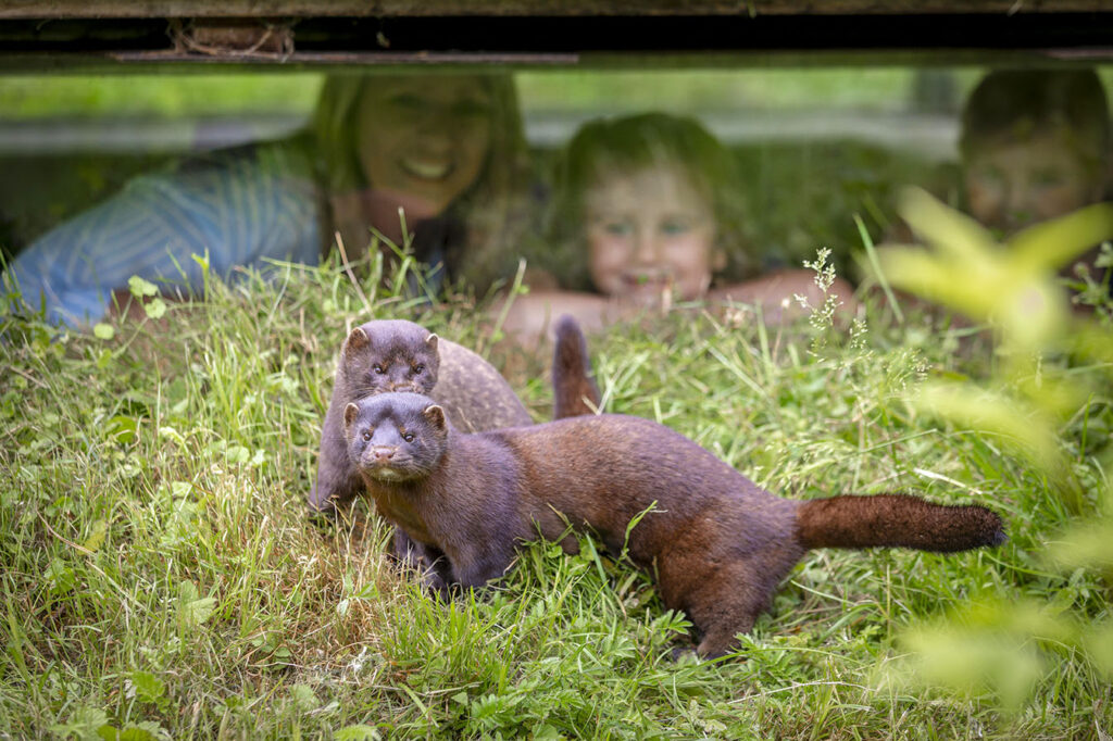 Frettchen Otterzentrum