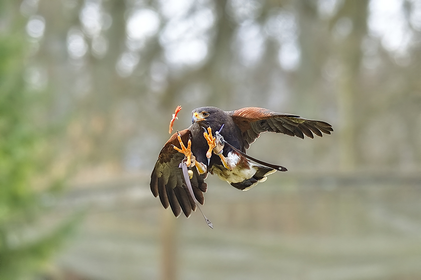 Wüstenbussard im Flug