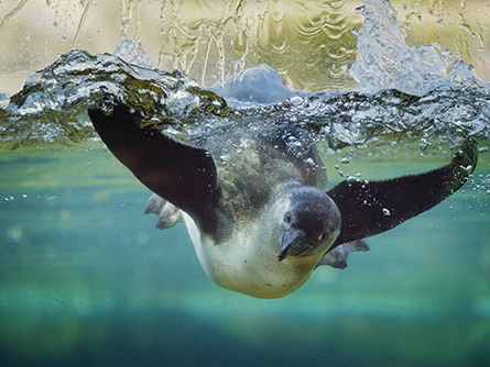 Zoo am Meer