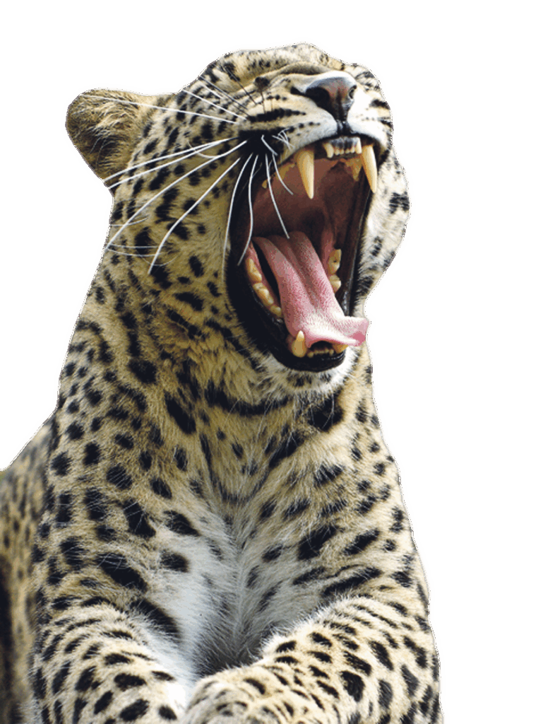 leopard-frei Leopard
